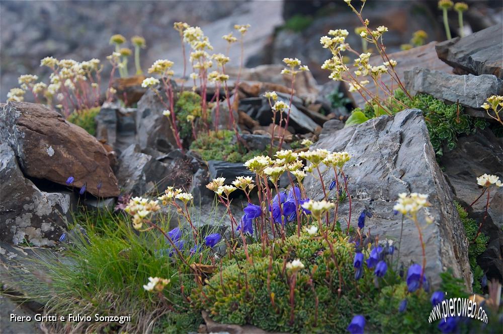 55 Saxifraga caesia (foto Fulvio).jpg